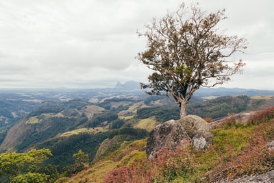 白天绿草地上的光秃秃的树